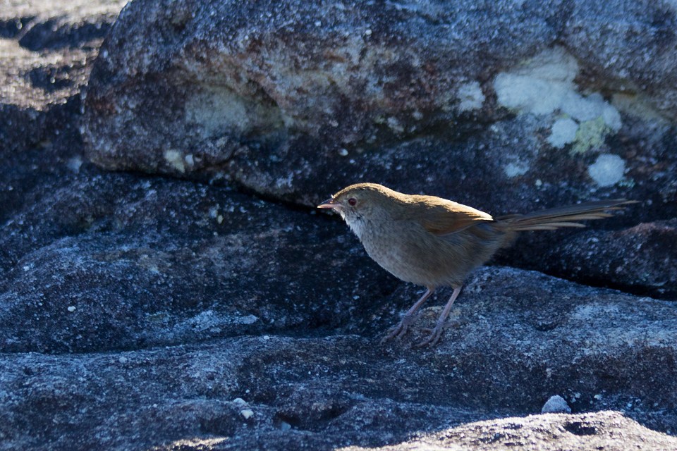 Eastern Bristlebird (Dasyornis brachypterus)